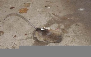 梦见死老鼠(女人梦见死老鼠)